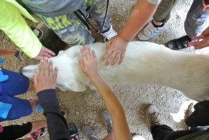 pet-therapy