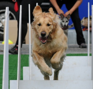 FLYBALL AGILITY