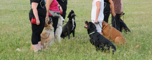 OBEDIENCE