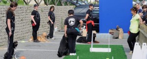 addestramento-cani