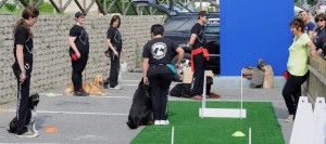 cropped-addestramento-cani-torino2.jpg