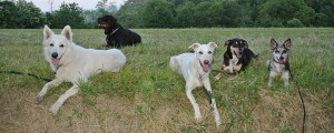 dogtrekking