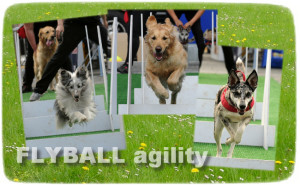 flyball