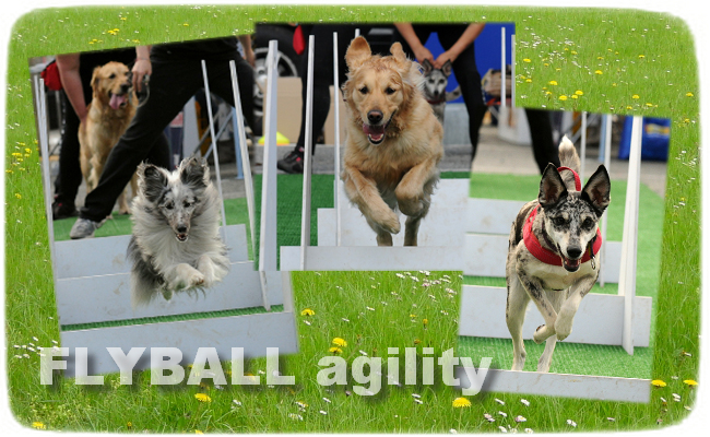 flyball
