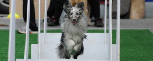 flyballtorino