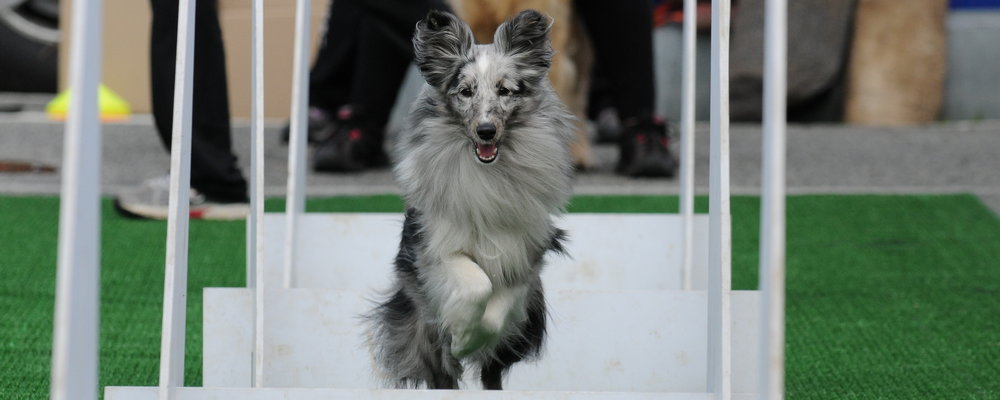 Flyball agility